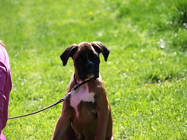 www.atibox.net * www.euroboxer.eu * www.boxergenealogia.eu